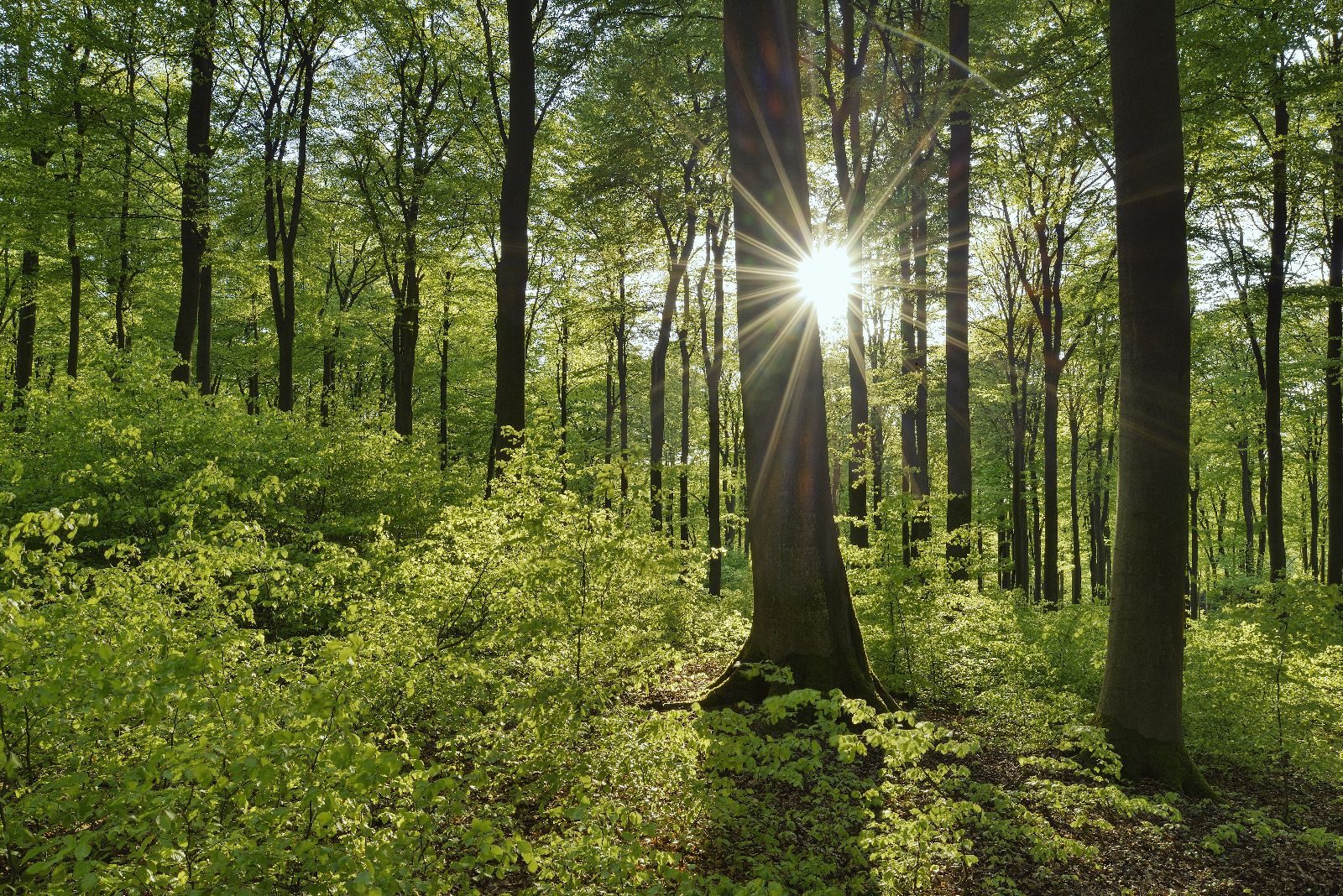 The image shows a sunlit forest with tall trees and green foliage. Sunlight is shining through the trees, creating bright spots and shadows on the forest floor.