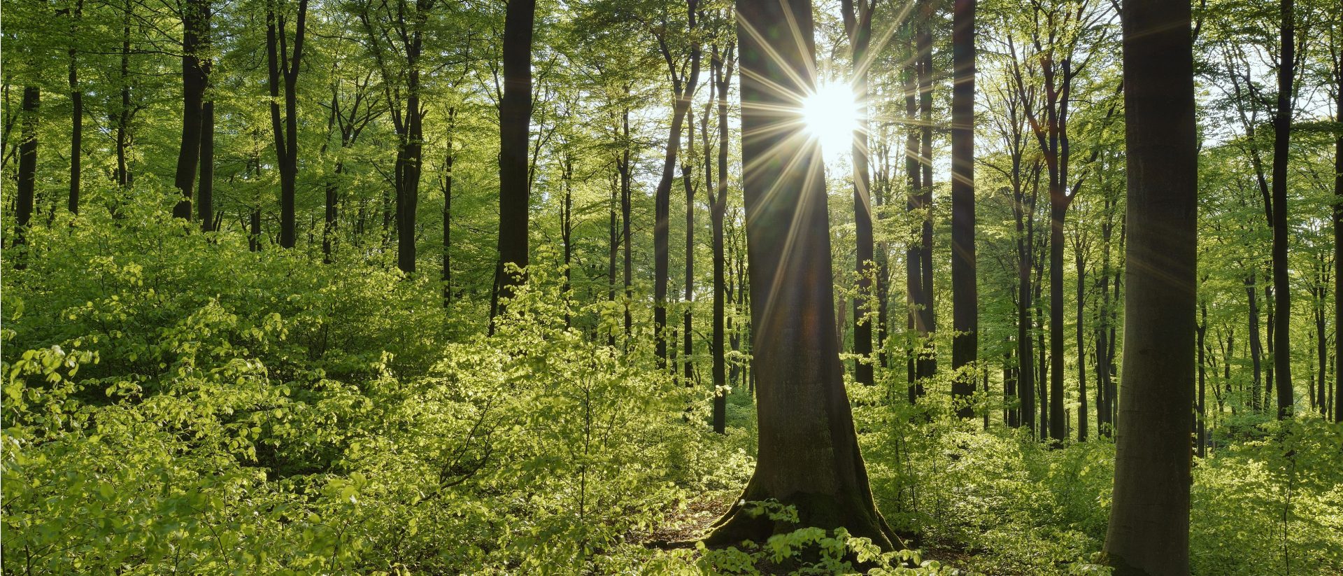 The image shows a sunlit forest with tall trees and lush green foliage. Sunlight is streaming through the trees, creating bright rays and a serene atmosphere.