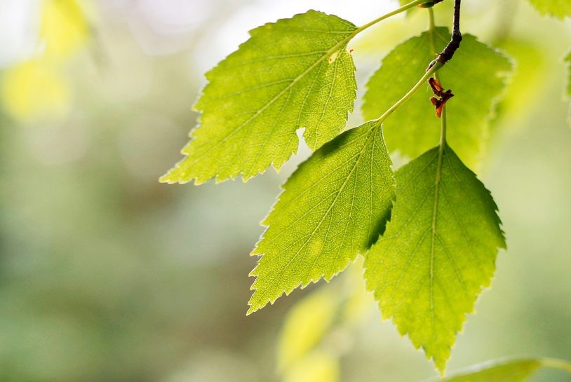 The image shows green leaves on a branch, with a blurred natural background likely indicating it is taken outdoors. The leaves have serrated edges and are brightly lit, suggesting daylight.