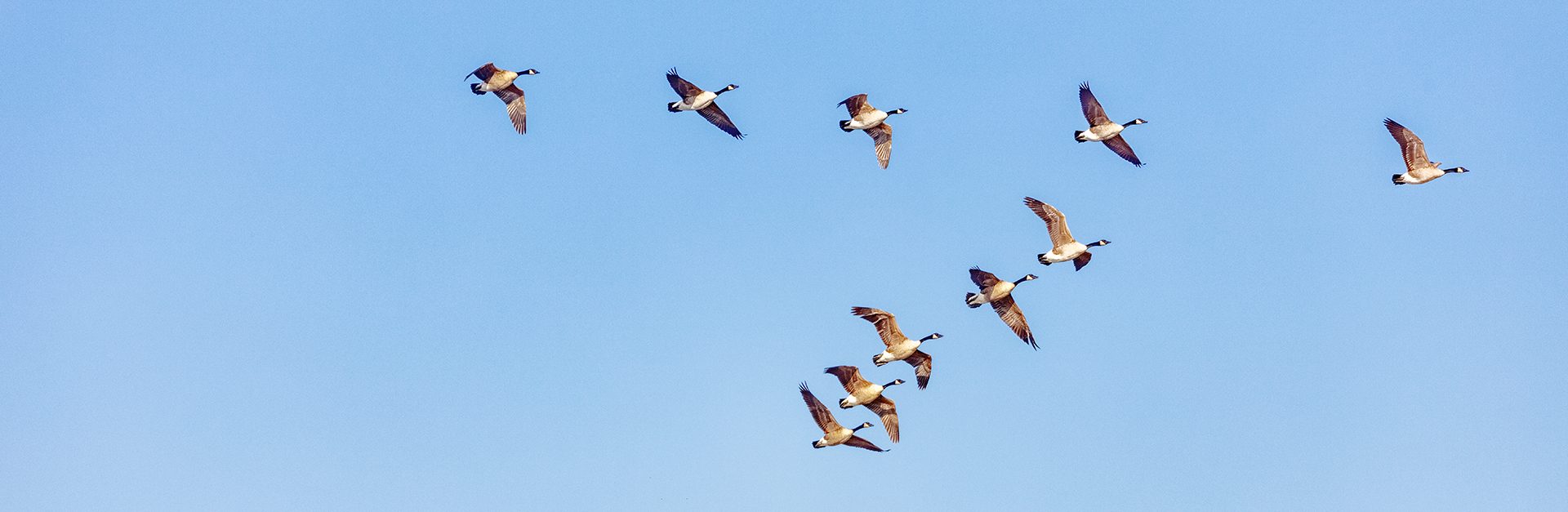 The image shows a flock of birds flying in the sky. The birds appear to be geese, identifiable by their long wings and distinct flight patterns. They are flying in formation against a clear, blue backdrop, typical of a serene daytime sky. This natural scene captures the essence of wildlife in motion, showcasing the beauty and symmetry found in nature.